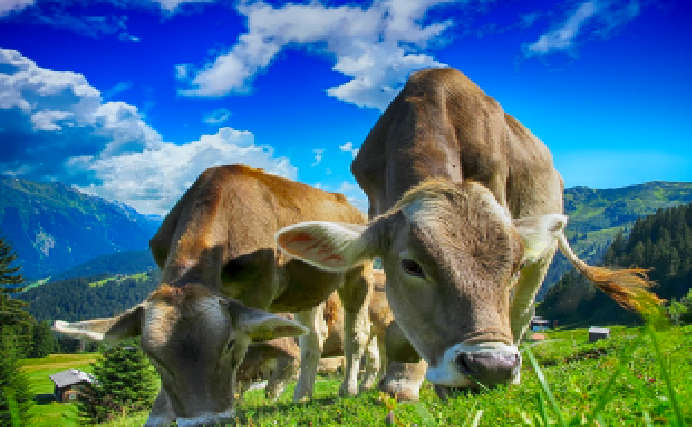 HORTICULTURE & AGRICULTURE